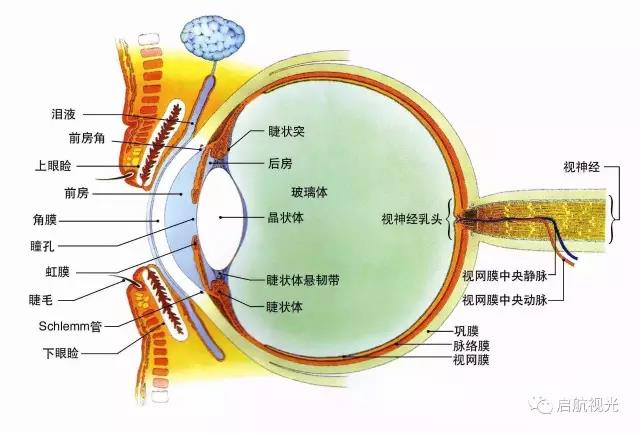 眼球剖面图生物书图片